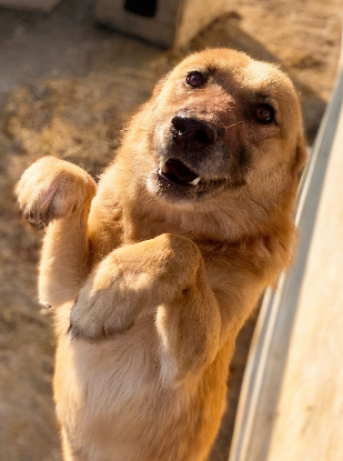 Adopter Kira