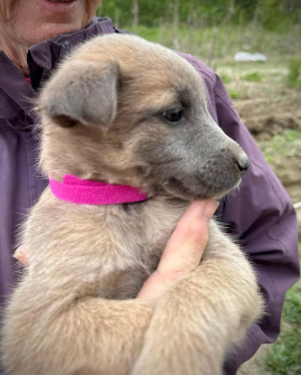Adopter Pearl