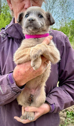 Adopter Pearl