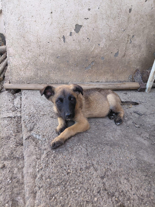 Adopter Andreï