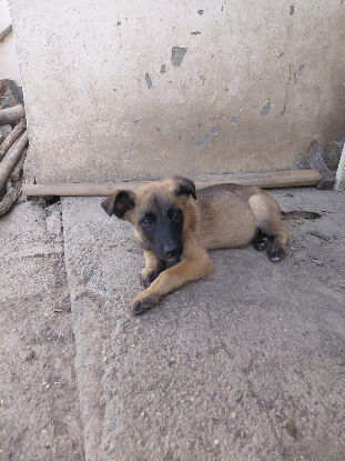 Adopter Andreï