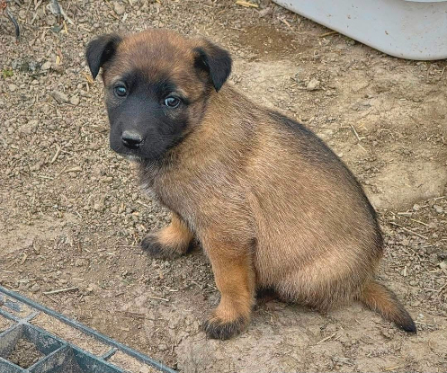 Adopter Leïa