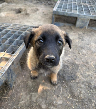 Adopter Leïa
