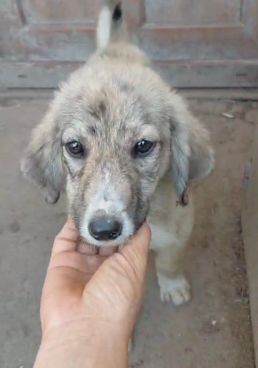 Adopter Sparky