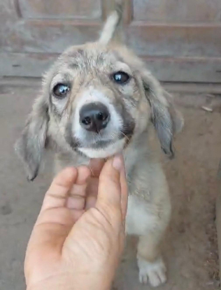 Adopter Sparky