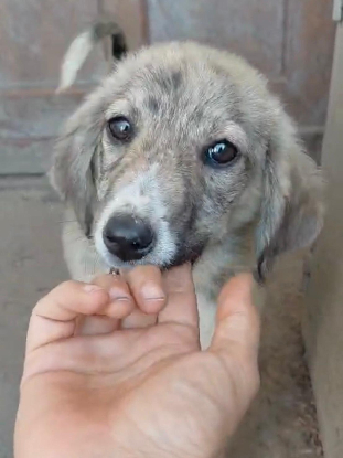 Adoption Sparky