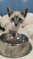 Adopter  chat : Burton