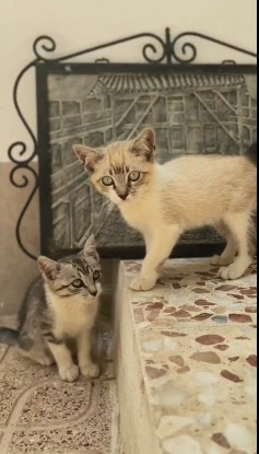 Adopter Burton