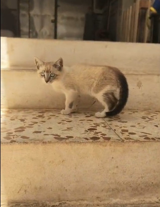 Adopter Burton