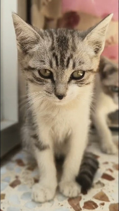 Adopter Tim