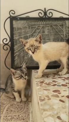 Adopter Tim
