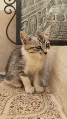 Adoption Tim