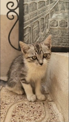 Adoption Tim