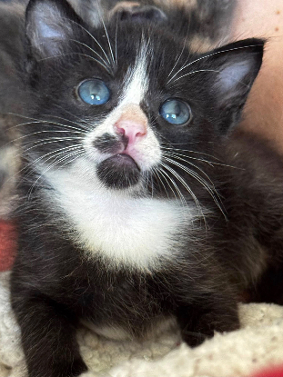 Adopter Chaussette