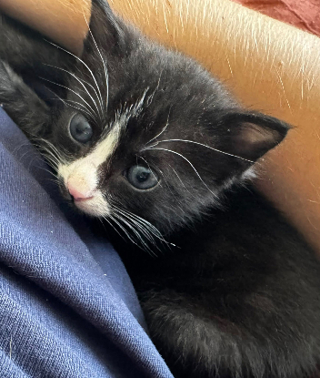 Adopter Chaussette