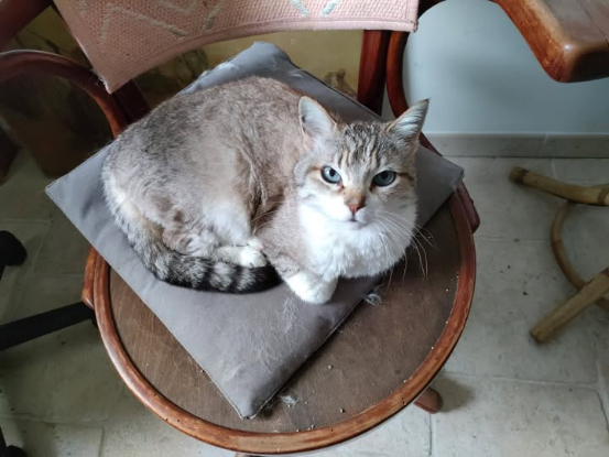 Adopter Loly