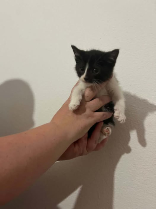 Adopter Oreo