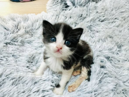 Adopter  chat : Pagaille