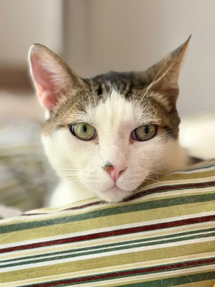 Adopter Pompon