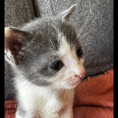 Adopter Capone