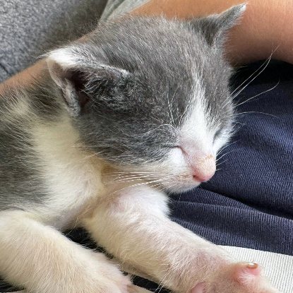 Adopter Capone