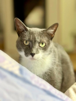 Adopter  chat : Pomponnette