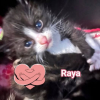 Raya