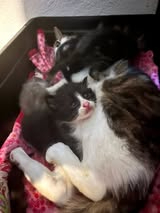 Adopter Raya