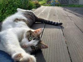 Adopter  chat : Rayure