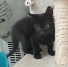 Adopter Tika