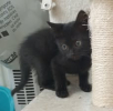 Tika