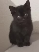Adopter Tika