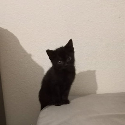 Adopter Tika