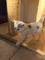 Adopter Tomy