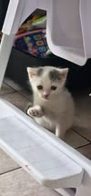 Adopter Tomy