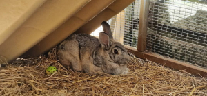 Adopter  lapin : Grisou