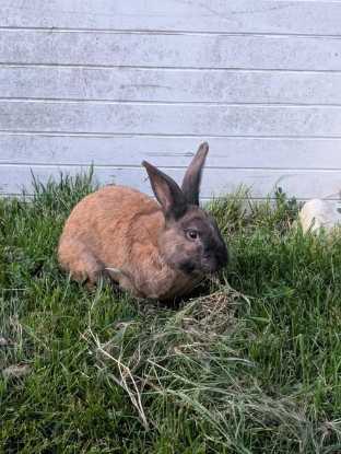 Adopter Rookie