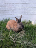 Adopter  lapin : Rookie