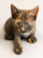 Adopter  chat : Paulette