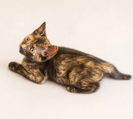 Adopter Paulette