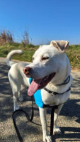 Adopter  chien : Taïga