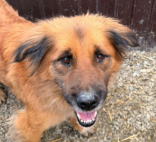 Adopter  chien : Loula
