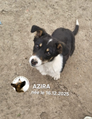 Adopter Azira