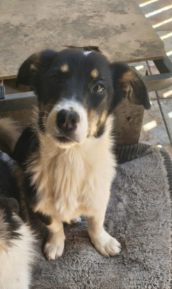 Adopter Azira