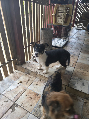 Adopter Azira