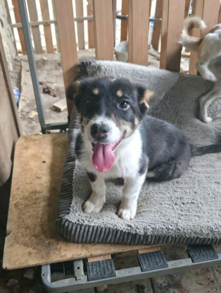 Adoption Azira