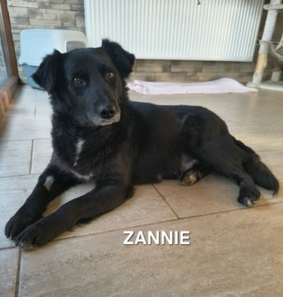 Adopter Zannie