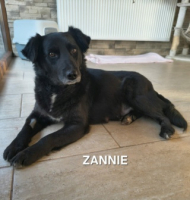 Adopter  chien : Zannie
