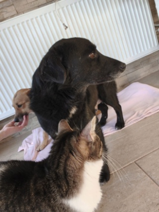 Adopter Zannie