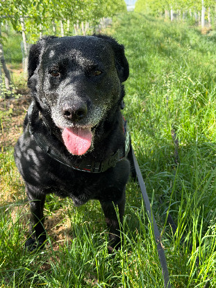 Adopter Moka